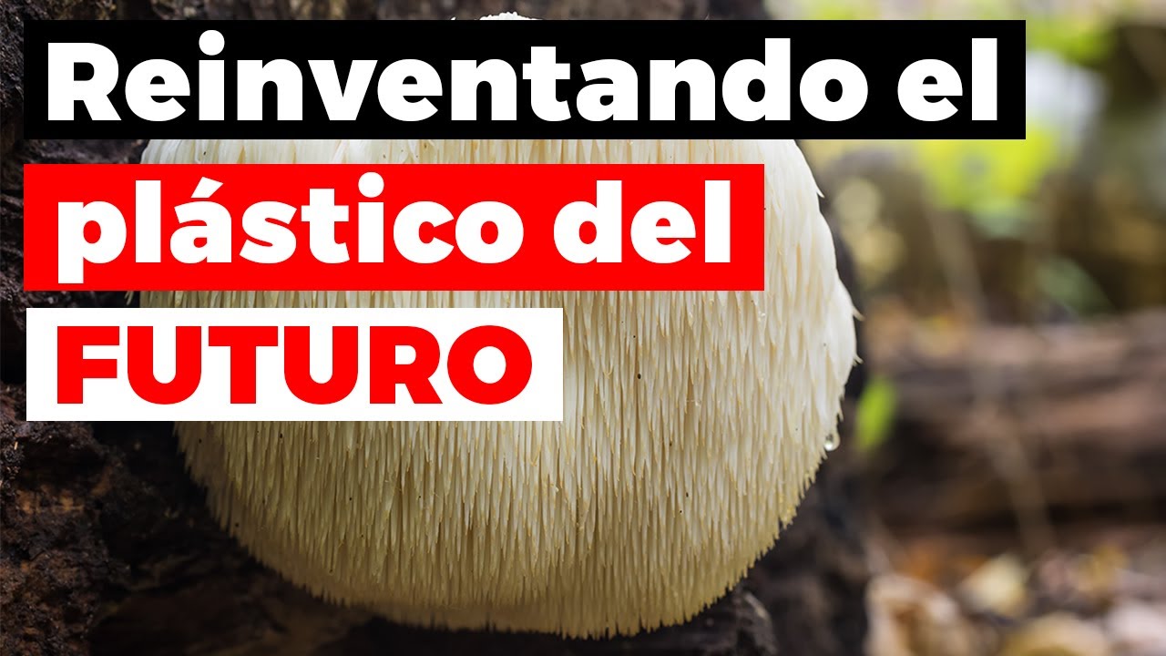 ¿Es el Micelio el plástico del futuro?