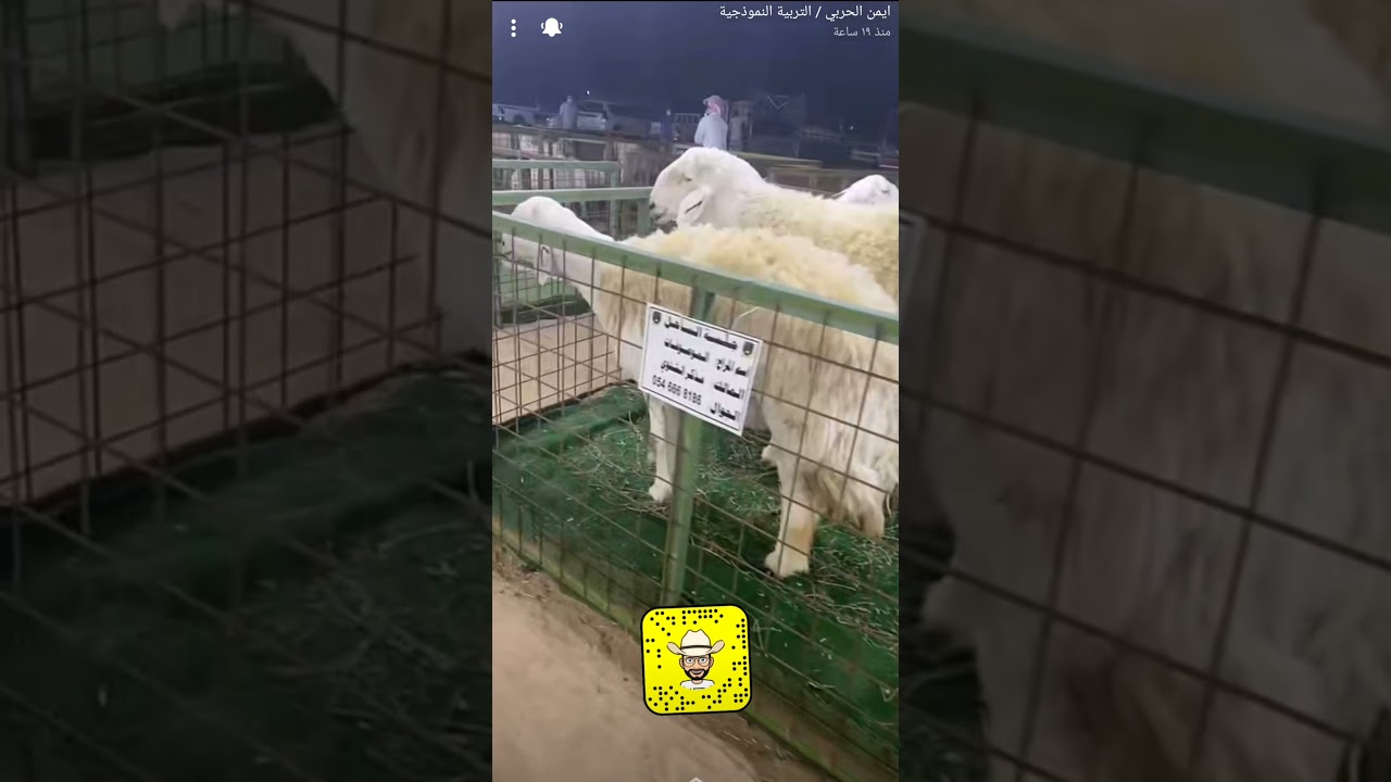 تغطية كاملة لملتقي الساحل حلال جدااااااااااااا طيب