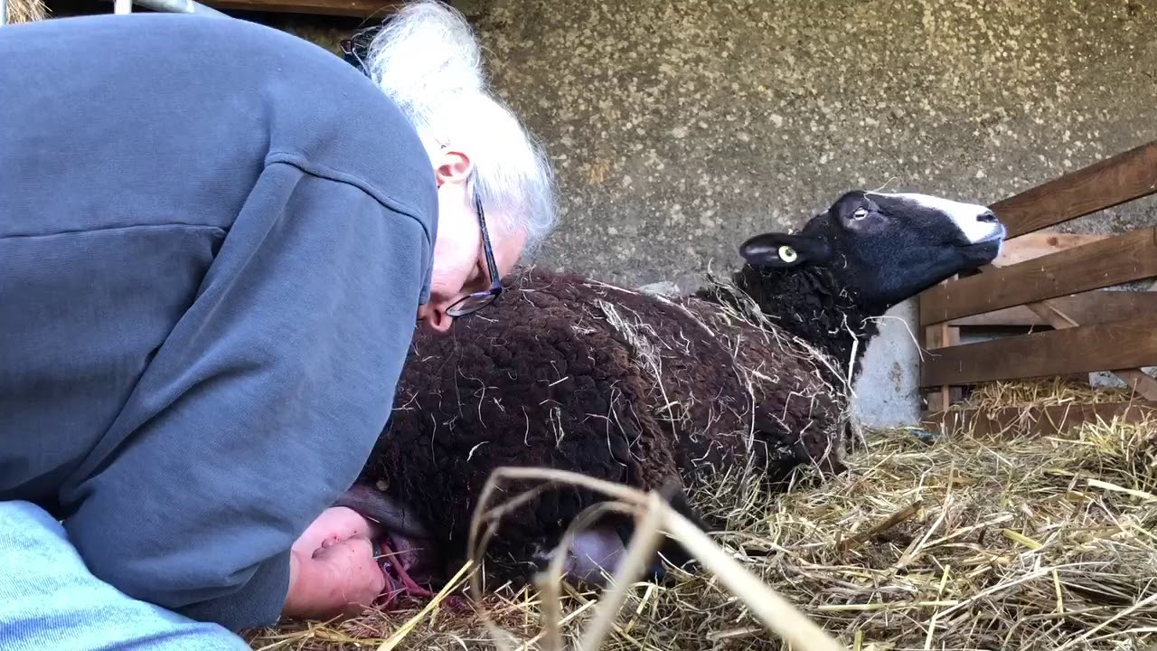 A very difficult lambing