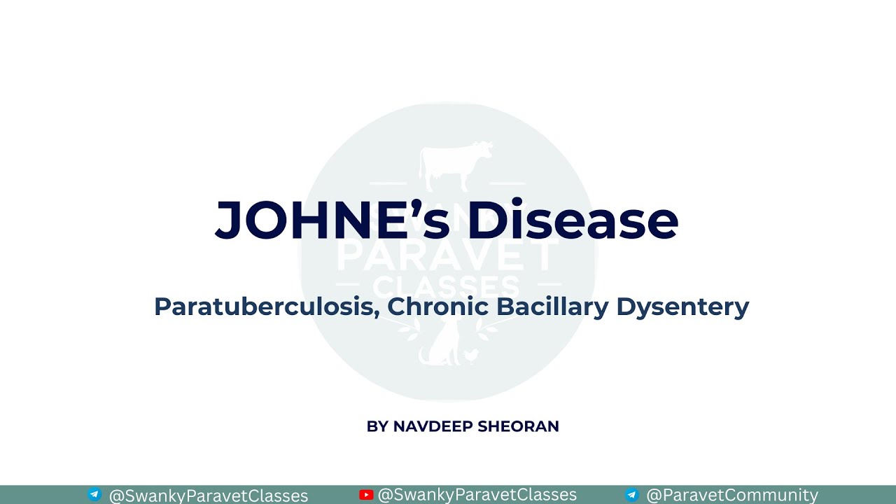 VLDA| Johne's Disease A to Z: Corrugated Intestine, BottleJaw & Johnin Test | Swanky Paravet Classes