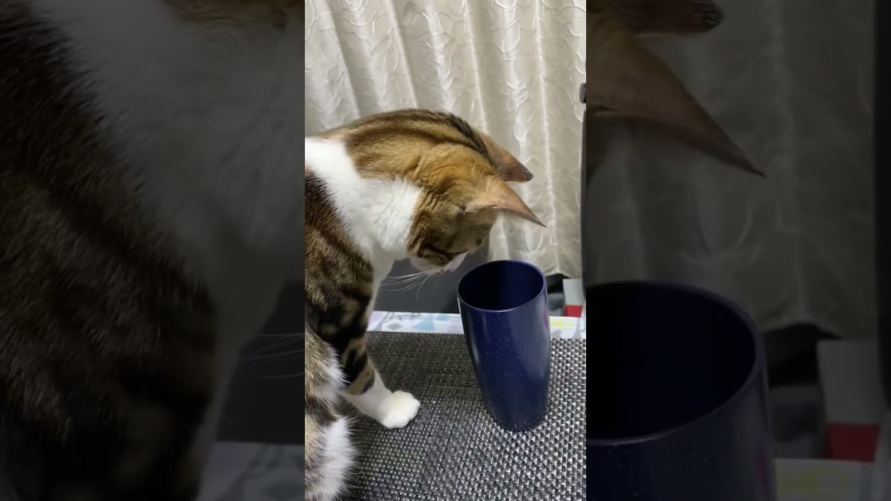 #shorts #ねこ#猫動画#いたずら#キジシロ#かわいい