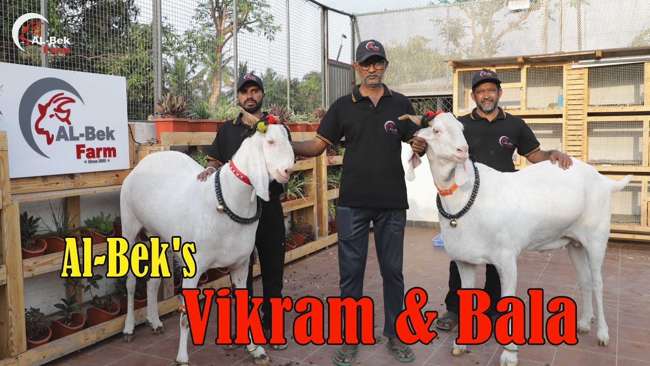 Al Bek's Vikram & Bala