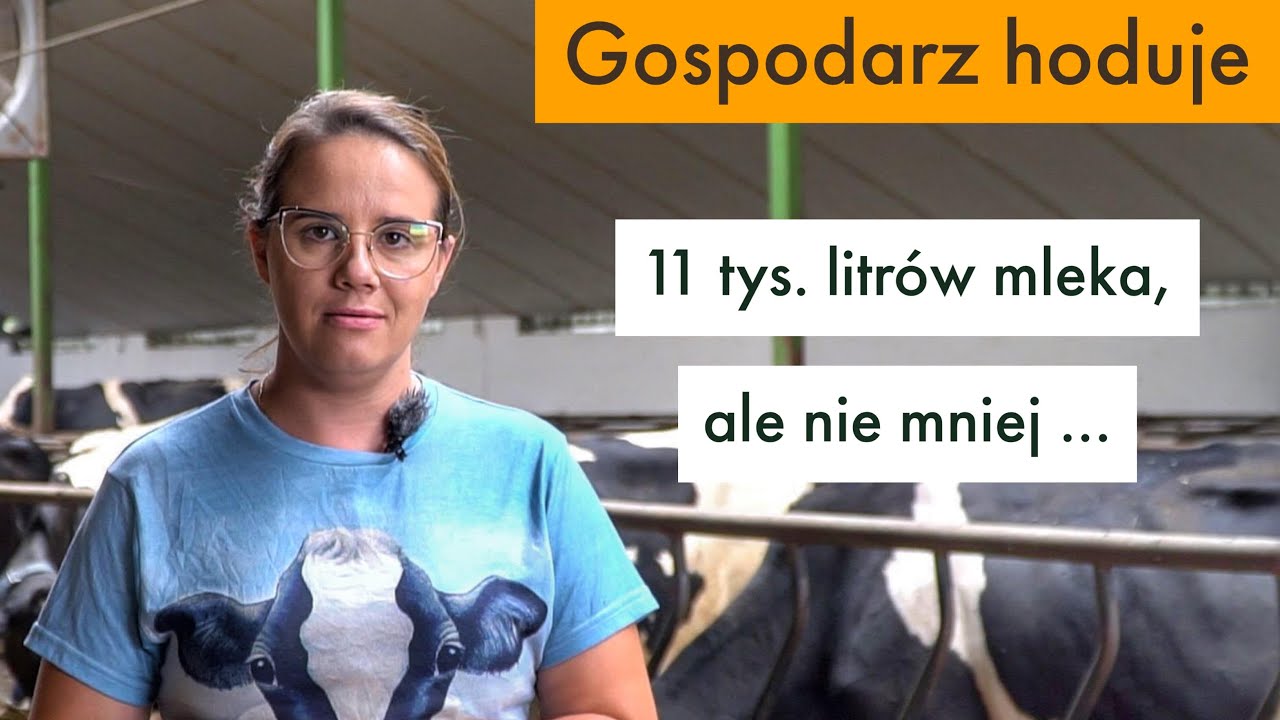 Bydło mleczne. 11 tys  mleka,ale nie mniej - Gospodarstwo Rolne Justyny i Łukasza Maciorowskich