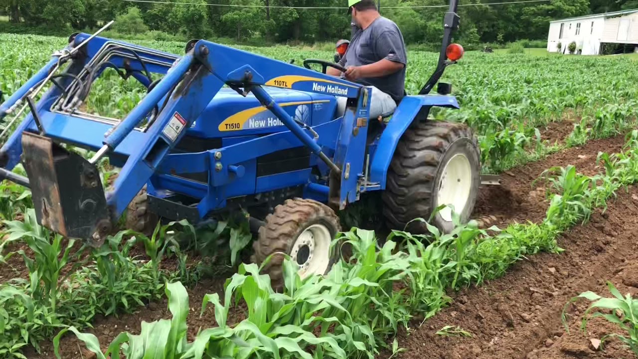 Fertilize  & Cultivating Sweet Corn