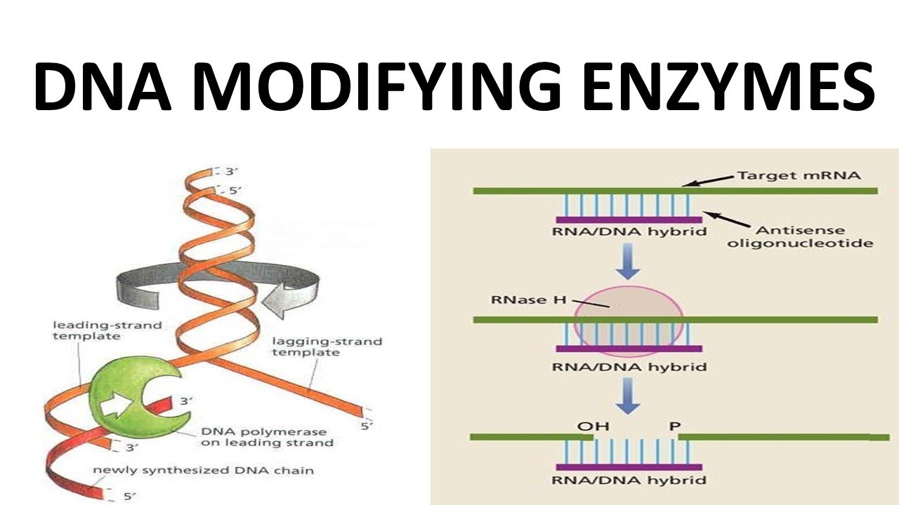 DNA MODIFYING ENZYMES