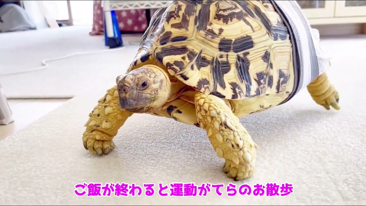 ヒョウモンリクガメきゅみじ一日密着！！！
