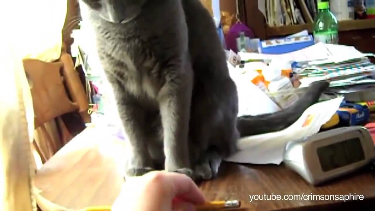My Cat  - Threw it on the Ground - Compilation
