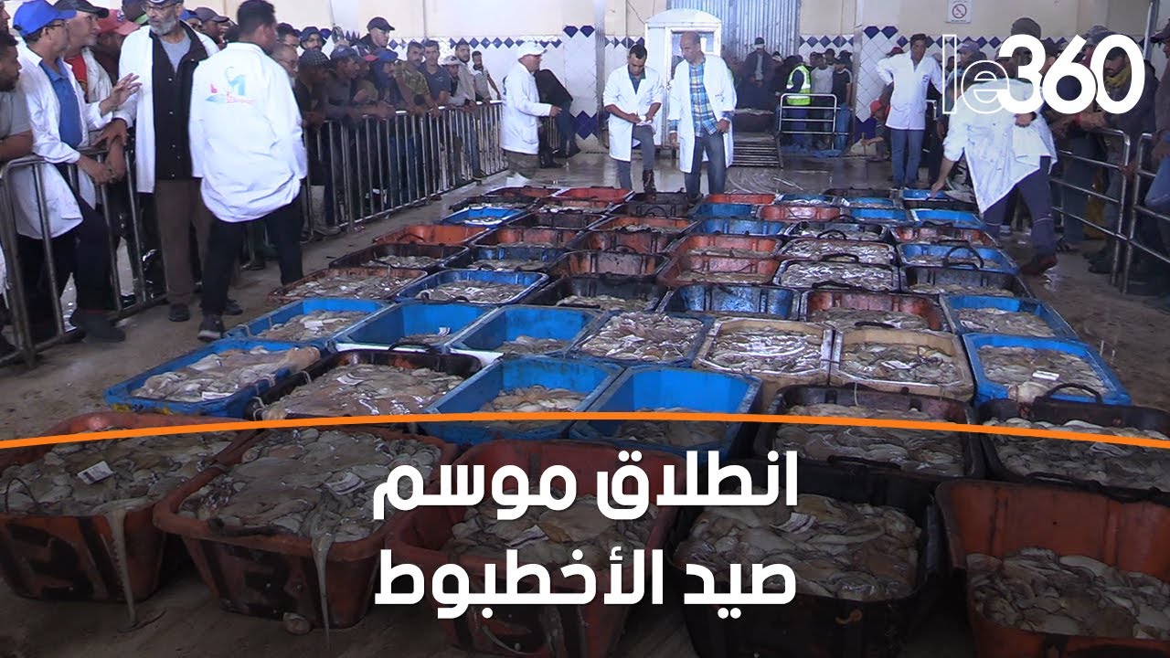 أجواء انطلاق الموسم الصيفي لصيد الأخطبوط بالداخلة‎