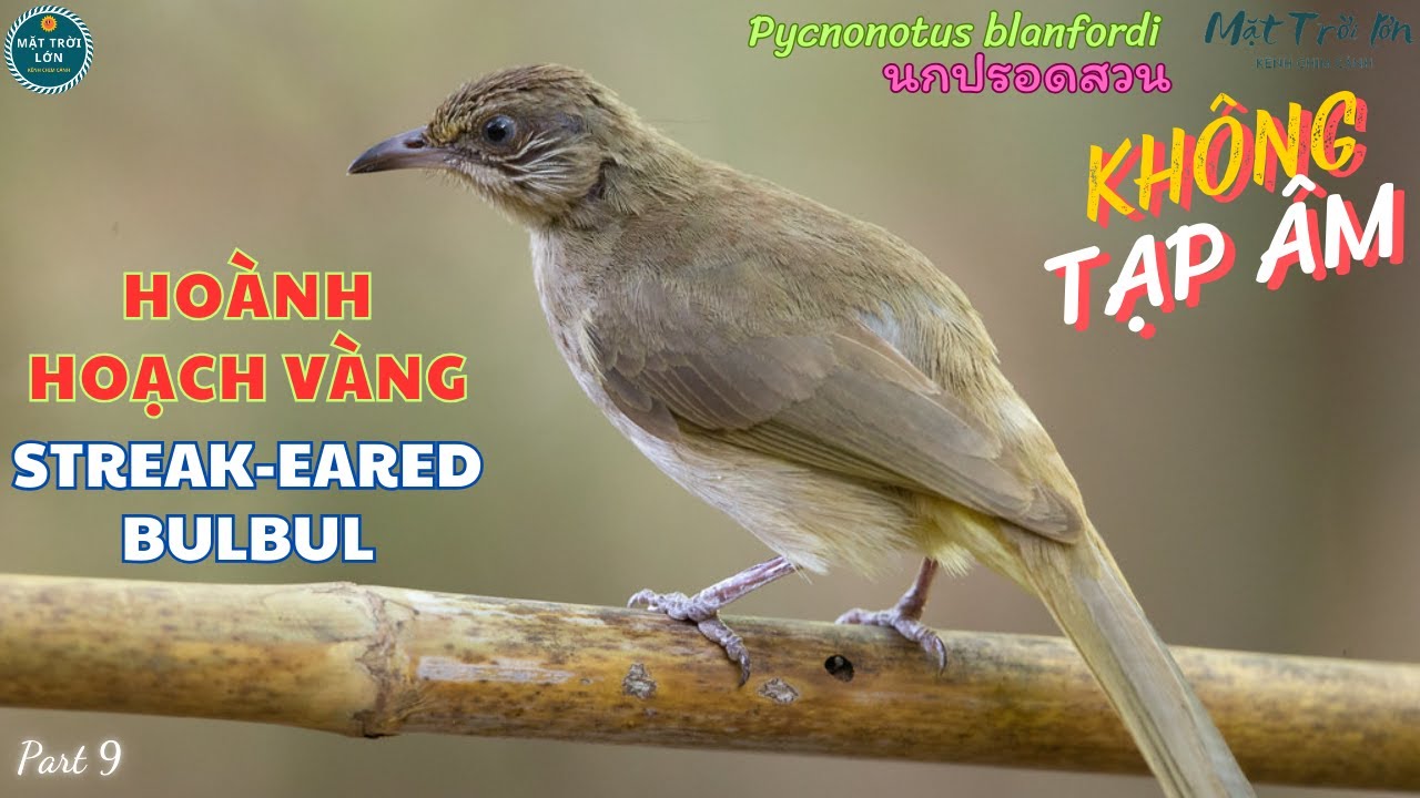 ✅Tiếng chim Hoành hoạch vàng mồi chuẩn mp3 | Bông lau tai vằn | Streak-eared Bulbul | นกปรอดสวน (P9)