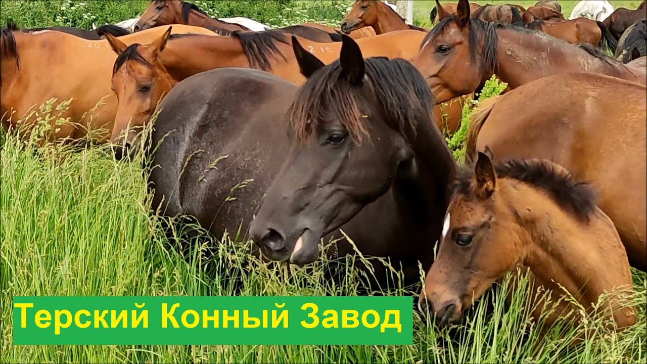 Экскурсия на Терский Конный Завод из Кисловодска (июнь 2023)