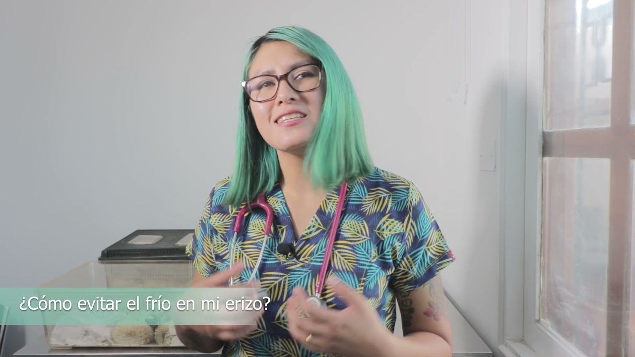 Desparasitando a nuestros Erizos I Dr Plumas