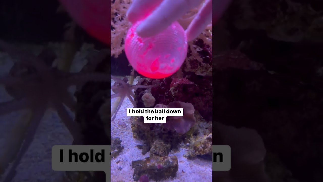 Мой домашний осьминог обожает эту игру! #petoctopus #octopus #aquarium