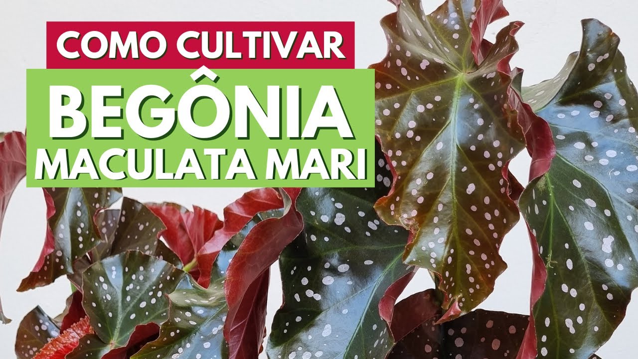 COMO CUIDAR DA BEGÔNIA MACULATA MARI! DICAS DE CULTIVO E SUBSTRATO IDEAL! CANAL MEU QUINTAL