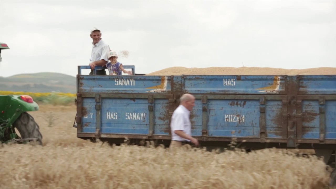 Buğdayın Hikayesi - Hasat Zamanı