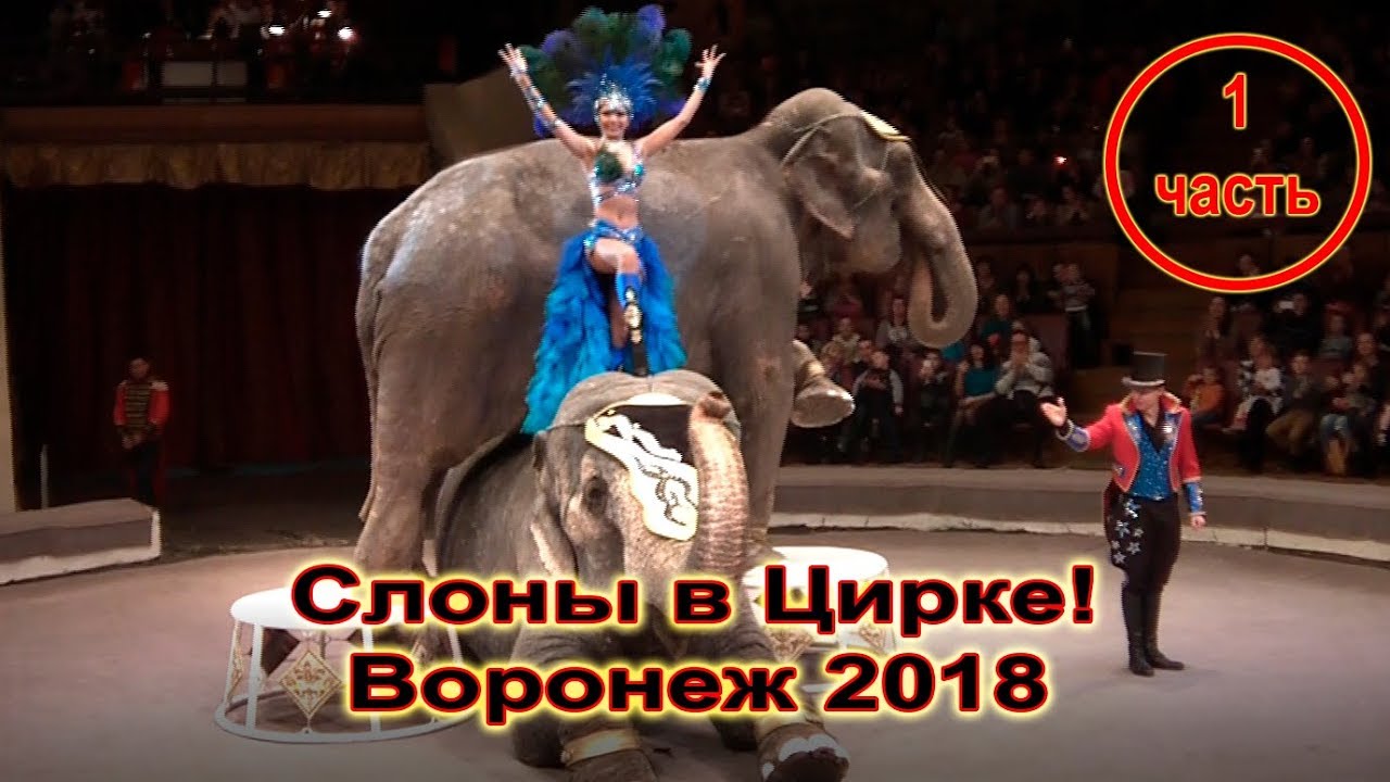 «Слоны в Цирке!» Воронеж 2018 часть 1