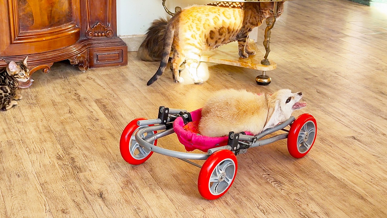 The fox took over the stroller that belonged to the kitten.