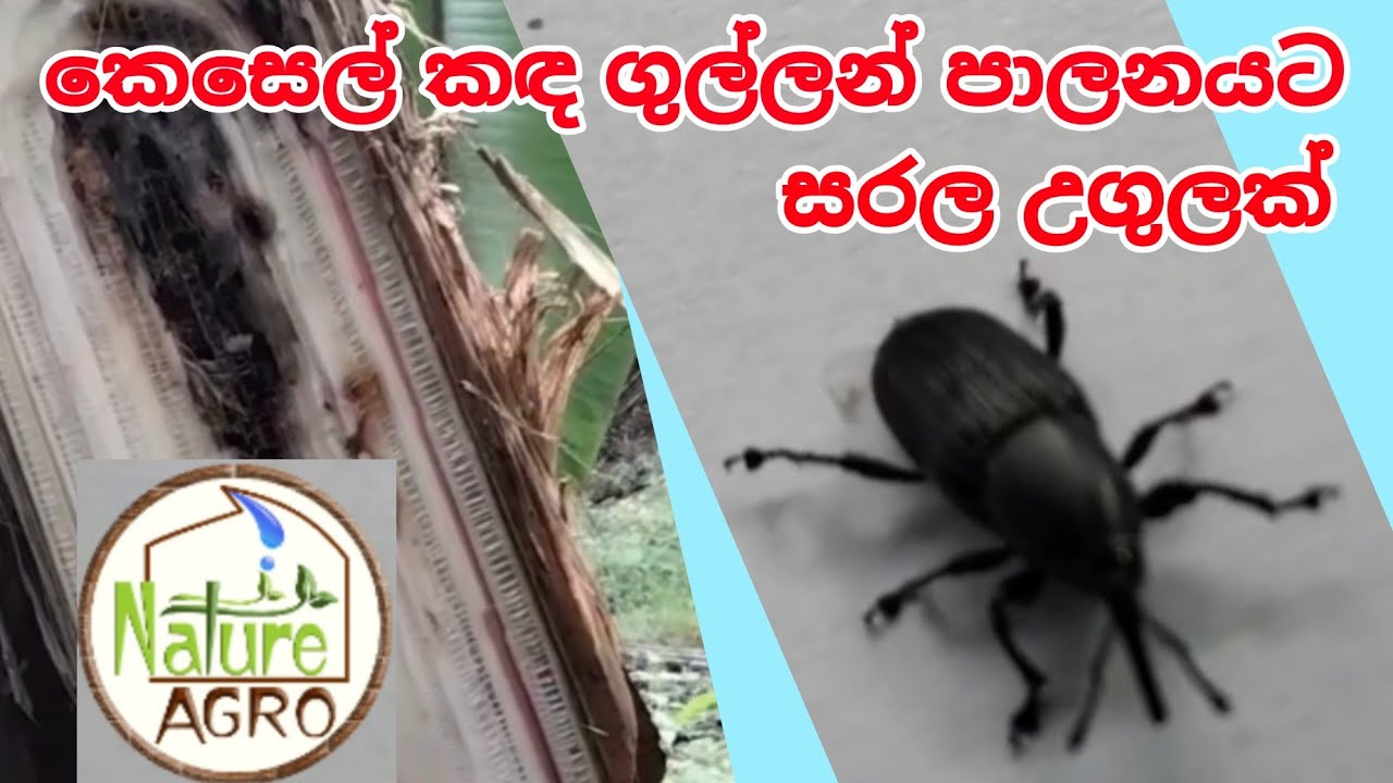 කෙසෙල් කඳ ගුල්ලා පාලනය | ගෙවතු වගාව | banana wevil control | home garden | gewathu wagawa