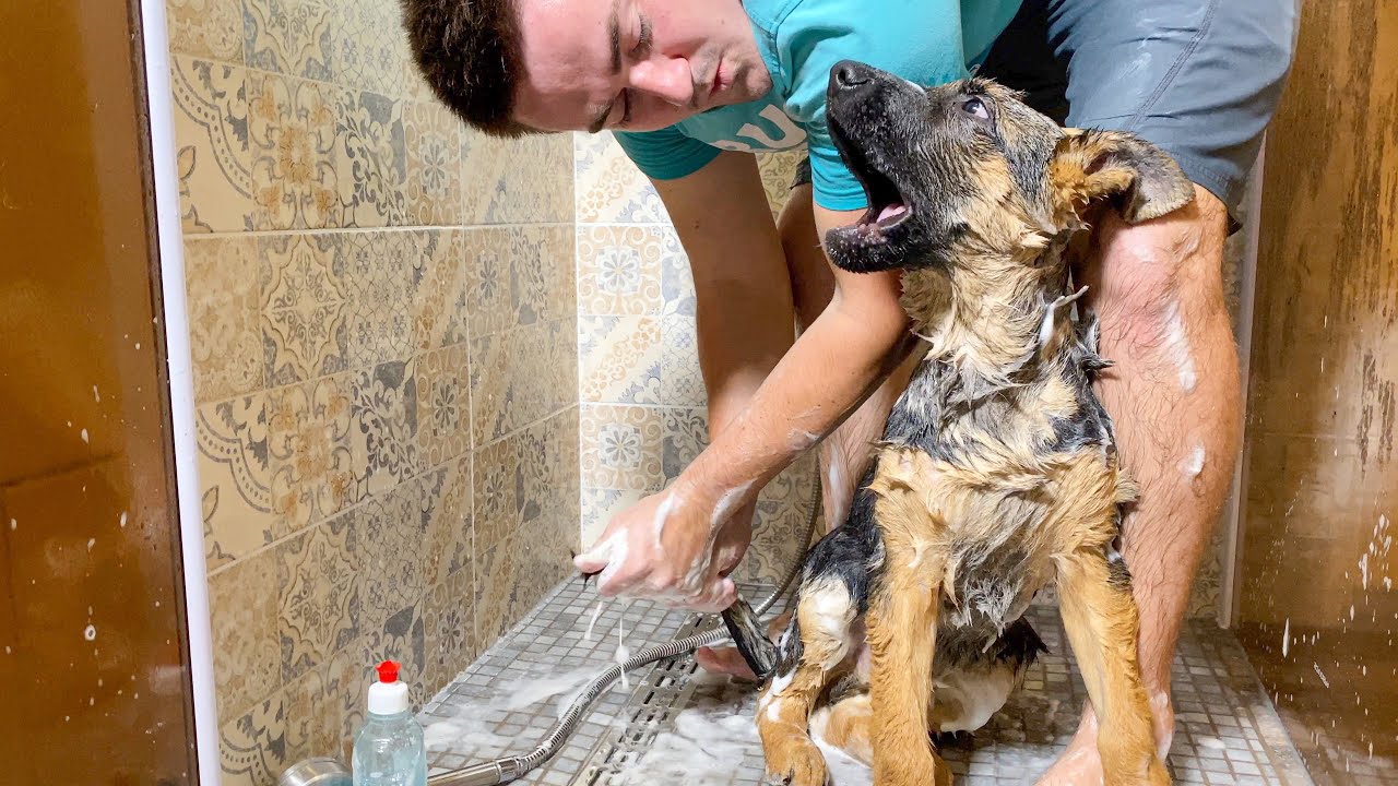 German Shepherd Puppy Hates Bath Time!
