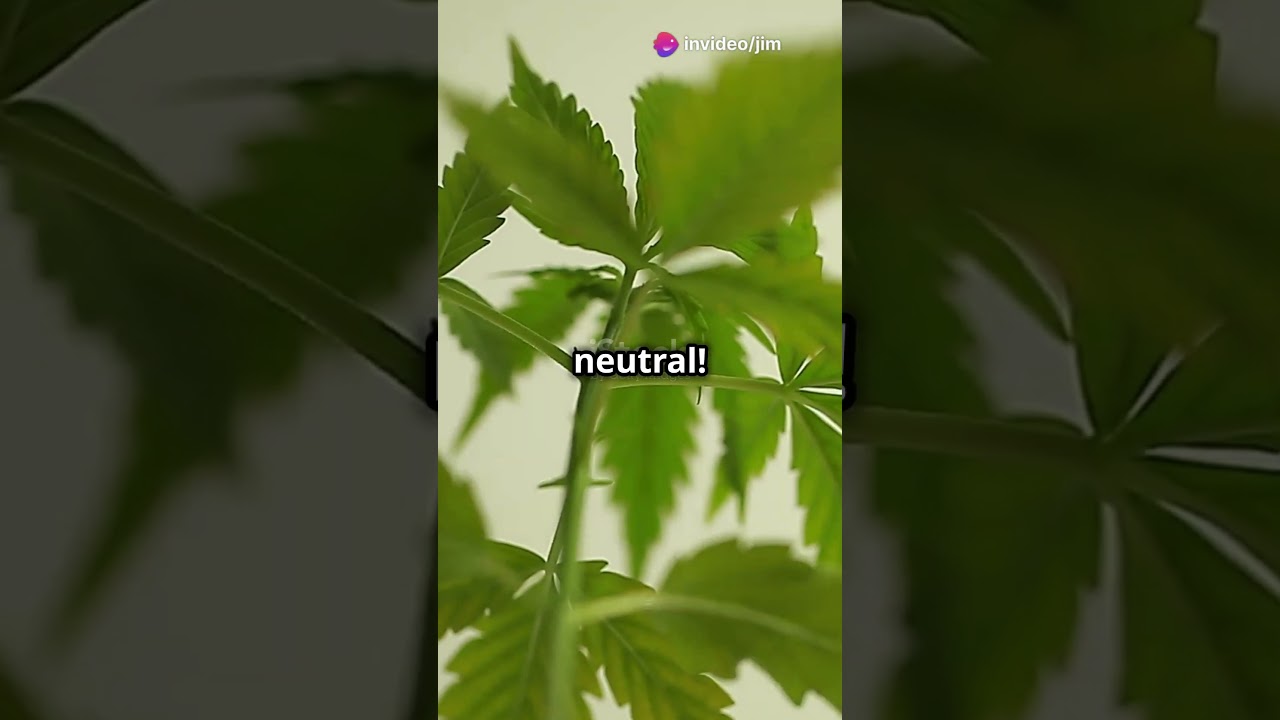 How to Water Cannabis in Coco Coir: Beginner's Guide!