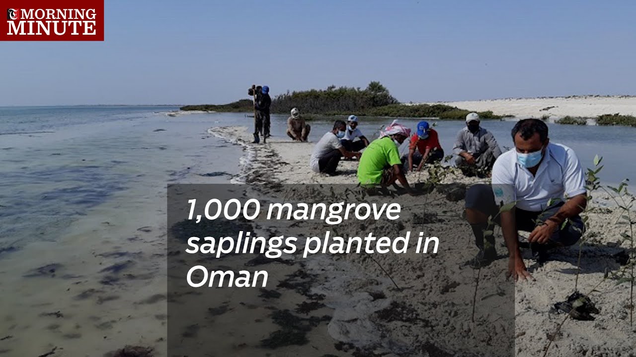 1,000 mangrove saplings planted in Oman