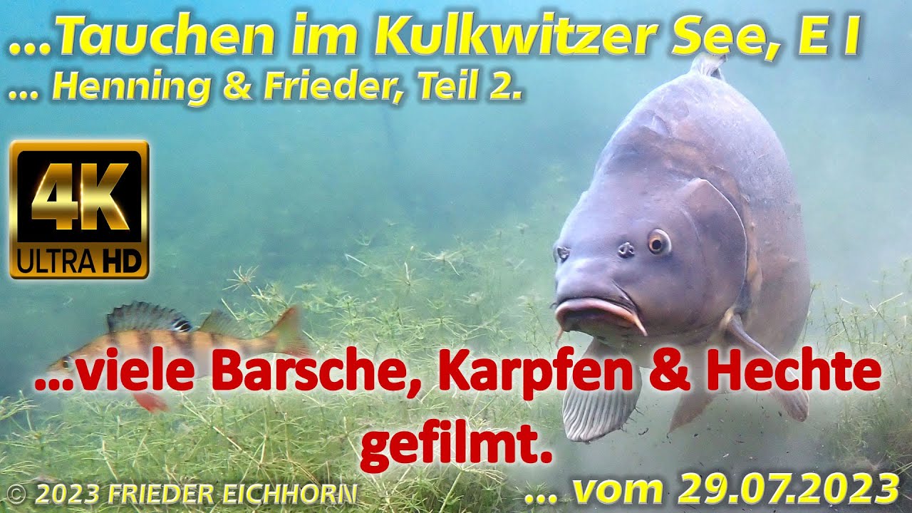 Tauchen im Kulkwitzer See E I, 👌 viele Barsche, Karpfen & Hechte gefilmt, 29.07.2023, Teil 2...