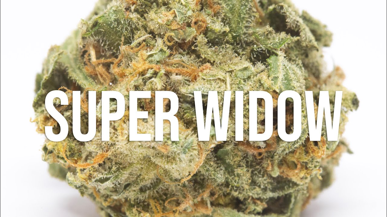Super Widow strain review (White Widow x Super Jack)