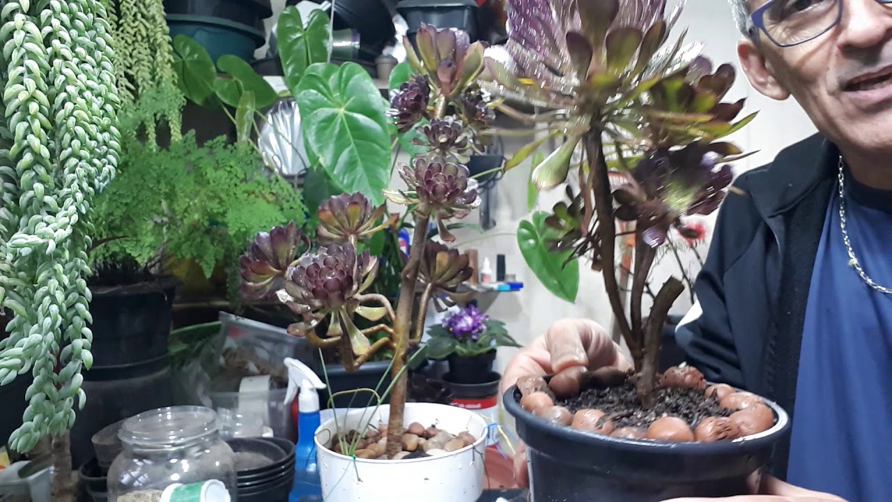 BLACK AEONIUM - AEONIUM ARBOREUM (var. atropurpureum)-EU AMO SUCULENTAS