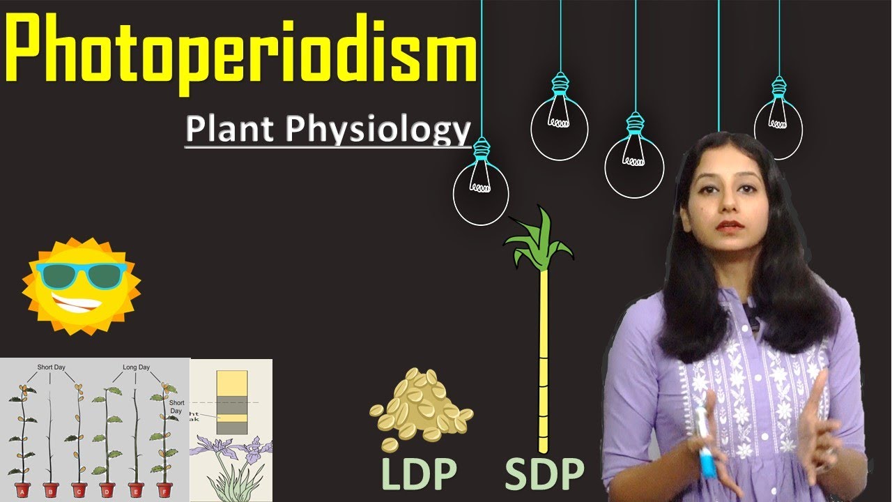 PHOTOPERIODISM I Plant Physiology I Plant Growth and Development I LDP SDP DNP LSDP SLDP
