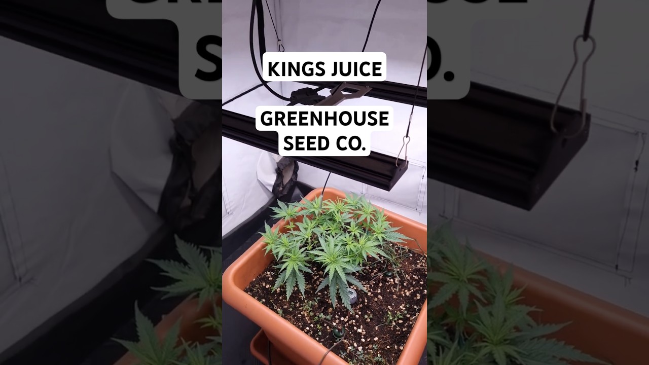 Seed to Harvest - Kings Juice in Living Soil Part 1