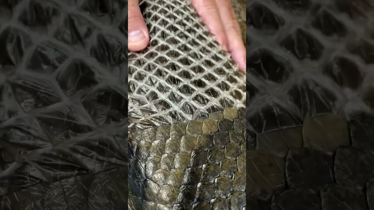 Helping a giant anaconda shed 🐍
