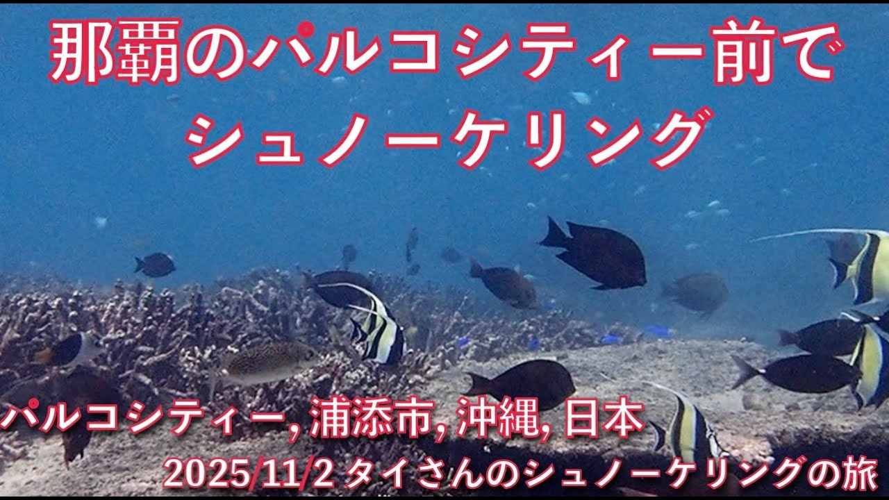 【#162 タイさんのシュノーケリングの旅 】那覇の北、パルコシティー前でシュノーケリング. Tai&rsquo;s Journey