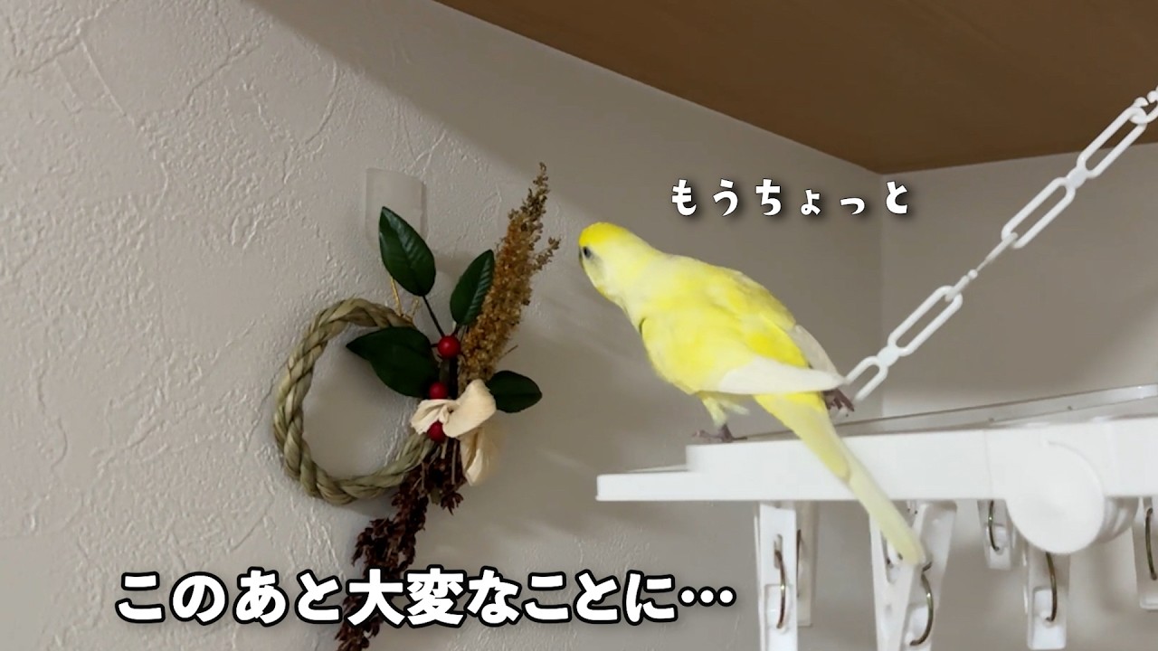 【大惨事】インコと過ごすお正月が面白すぎたw