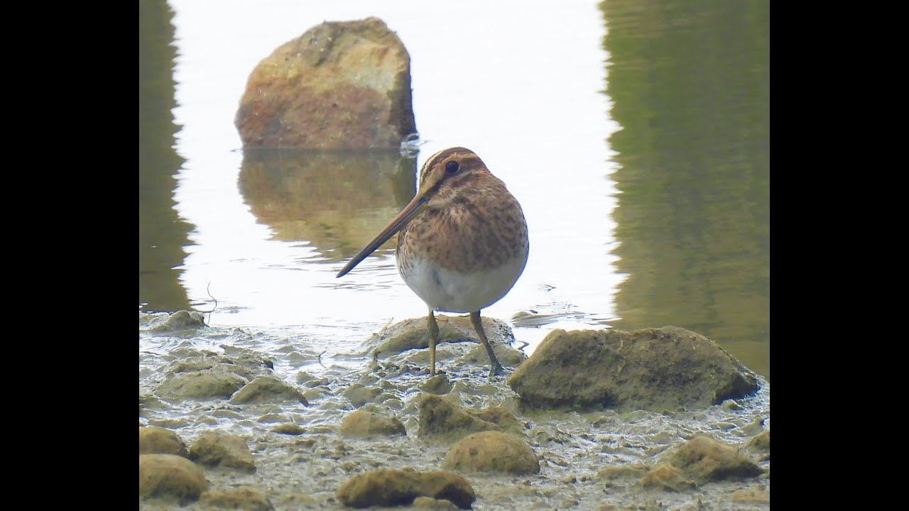 Rutland Water (Egleton) 31/7/22