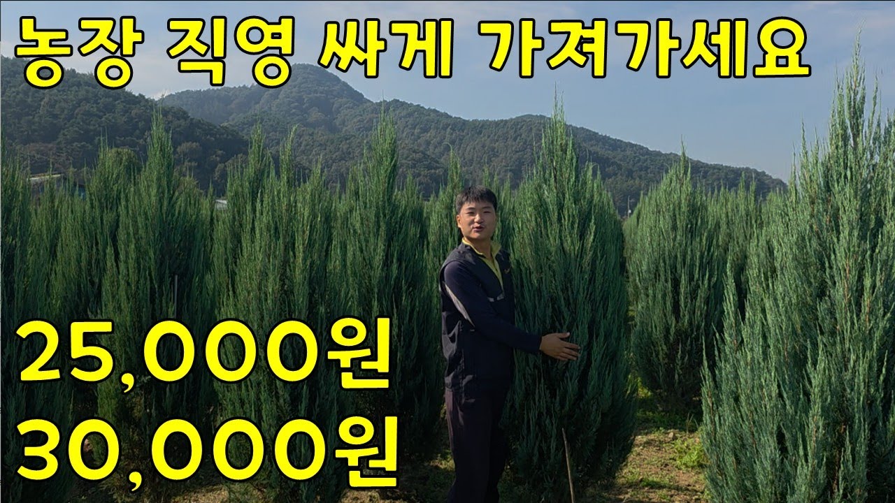 ⭐전국 최저가⭐ #블루엔젤 #블루에로우 #에메랄드그린