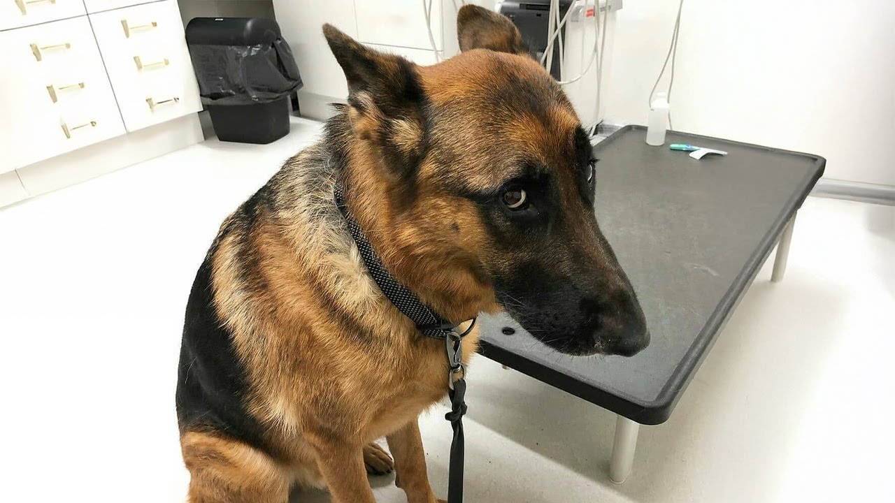 Funniest Brave Police Dog Going to the Vet - Funny Dog's Reaction