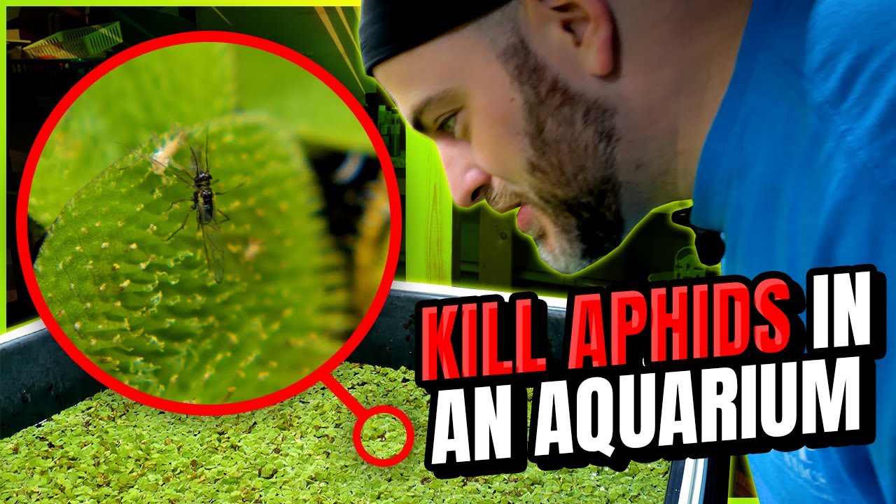 How to Kill Aphids on Floating Plants in an Aquarium [Safe for Fish / Other Livestock]