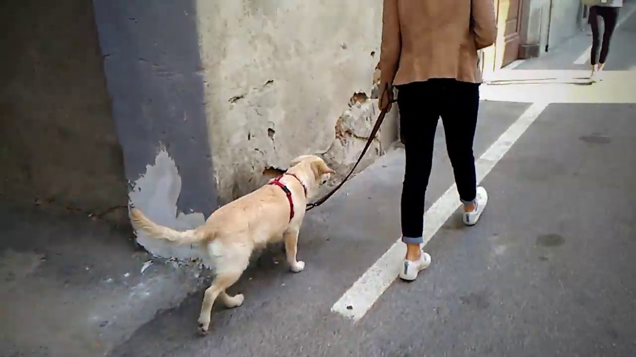 IL CORSO DI DORA - VITA COL CANE