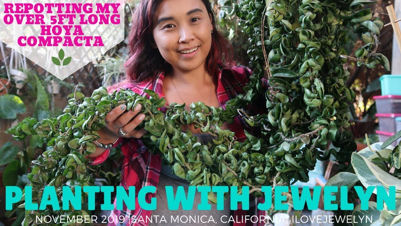 Planting with Jewelyn: Repotting my over 5 ft long Hoya Compacta | Nov 2019 | ILOVEJEWELYN