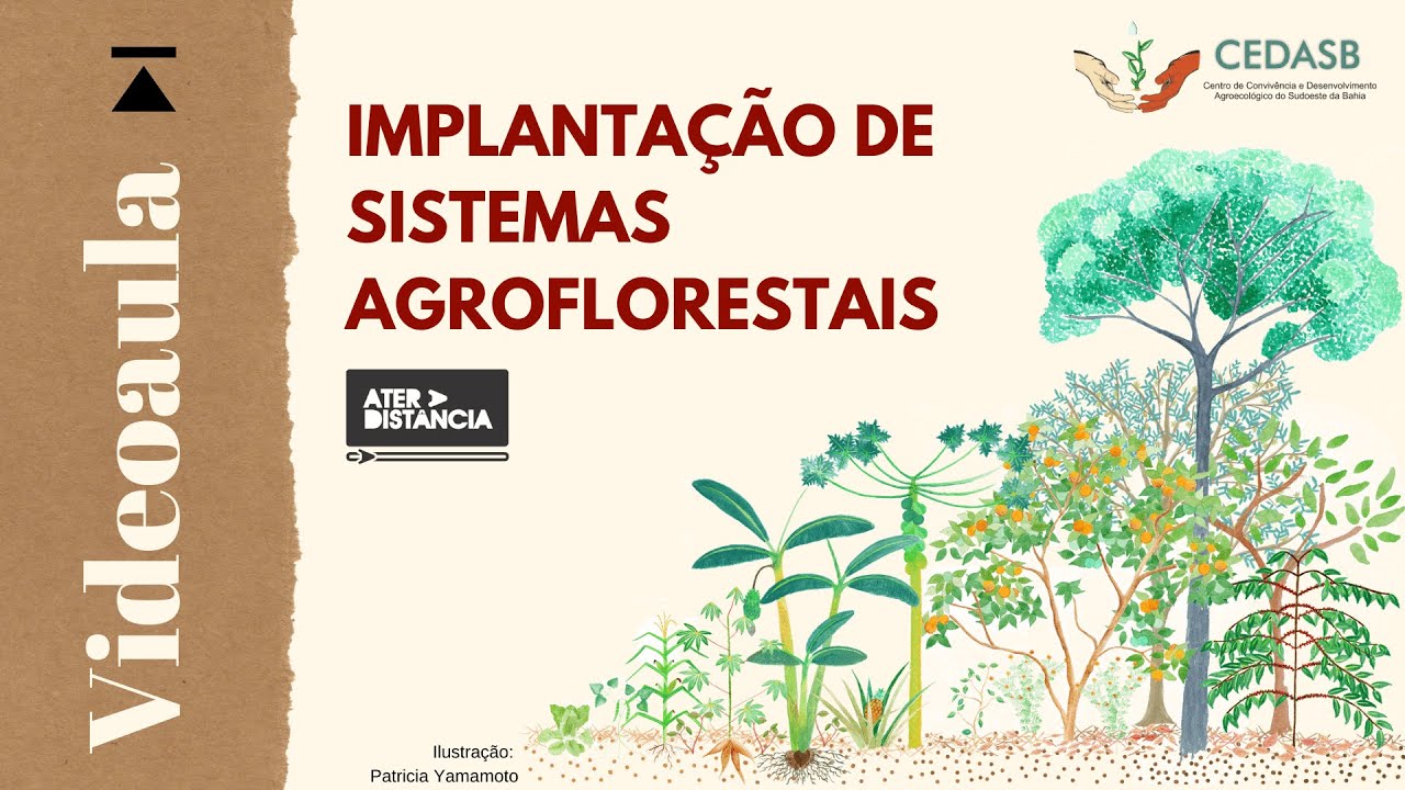 Implantação de Sistemas Agroflorestais – videoaula [ATER a Distância]