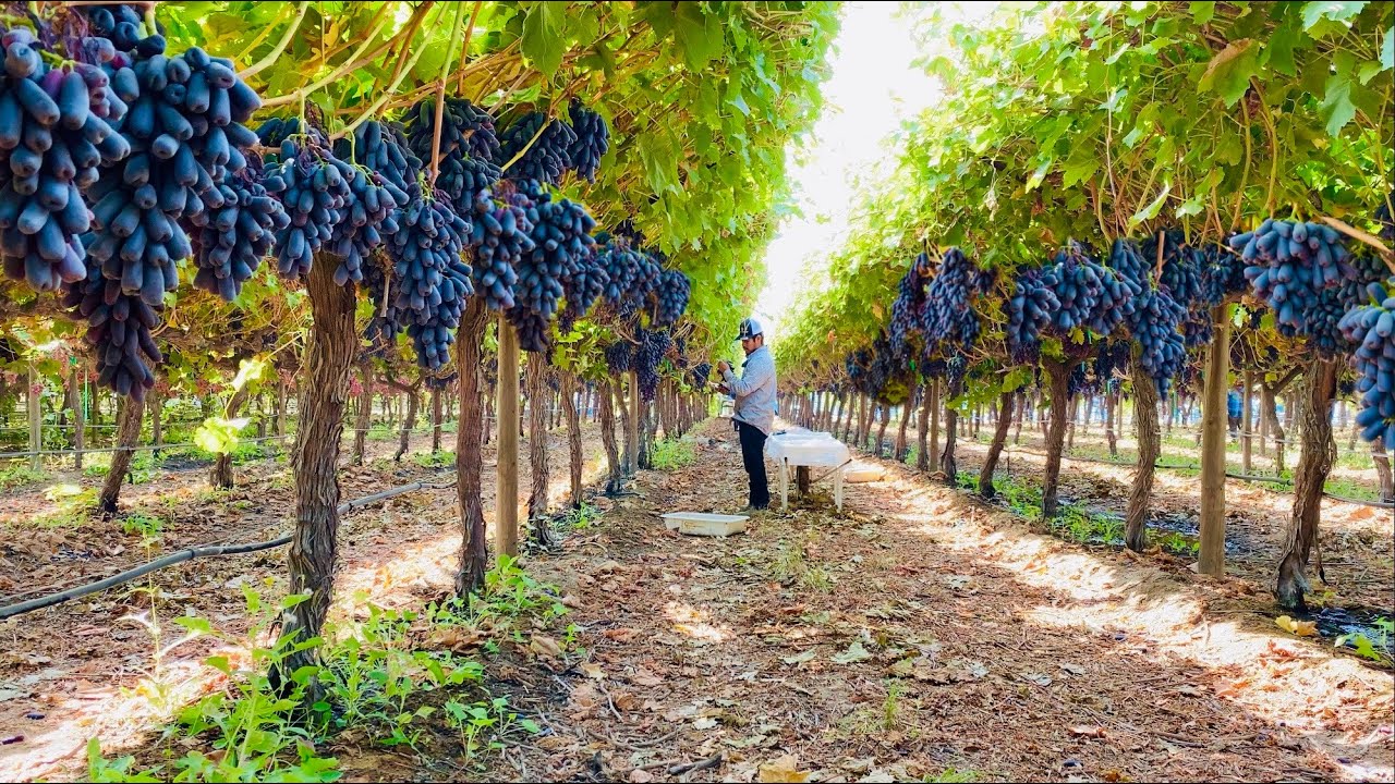 LA FRUTA MAS EXÓTICA POCO CONOCIDA 😱ASI LUCE LA UVA MAS EXTRAÑA SEGURO QUERRÁS PROBARLA 🍇