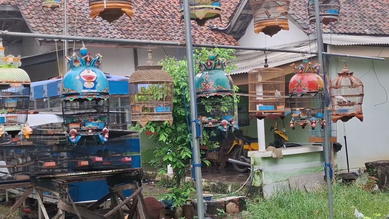 Macam-macam suara burung perkutut, cocok buat pancingan perkutut