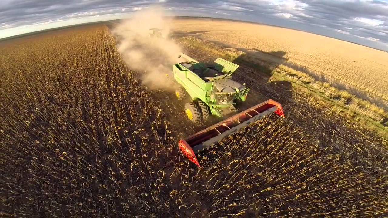Beautiful Drone Sunflower Harvest