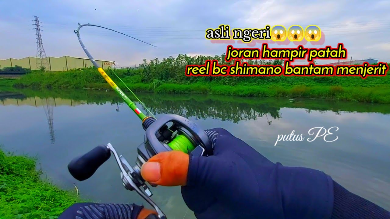 ASLI NGERI.!!!joran melengkung tajam dan reel bc Shimano bantam menjerit menaklukan ikan besar