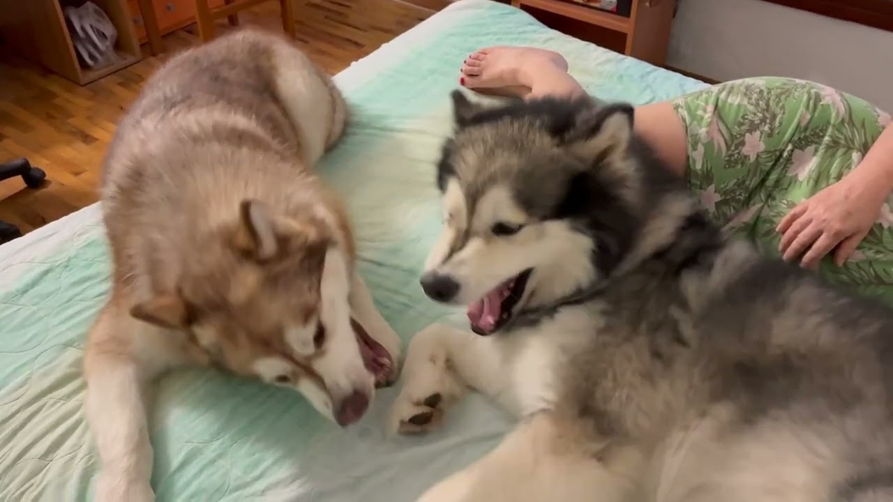Thor vs Kira part 2