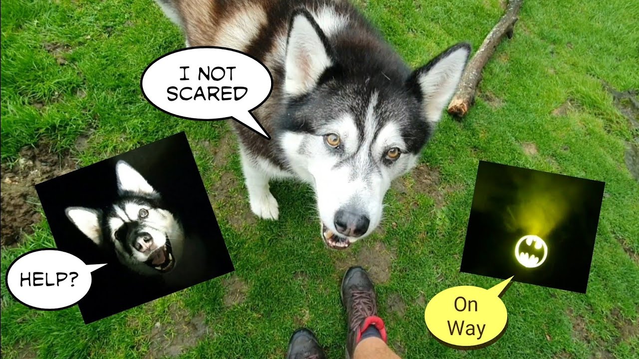 See how this Clever Dog conquers his Fear Of The Dark