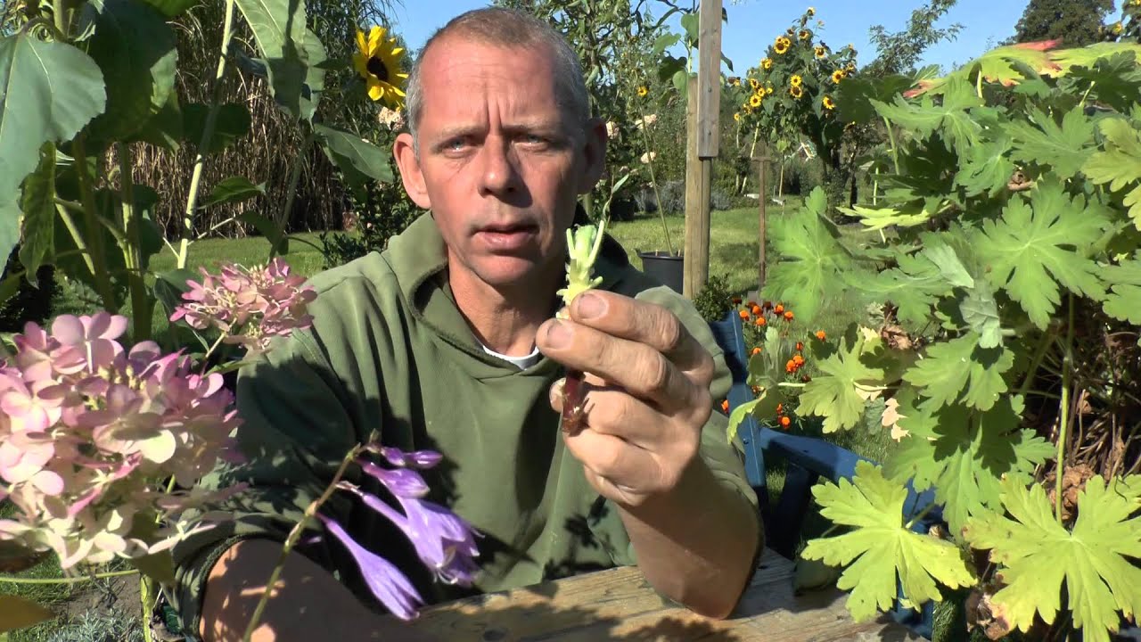 Pflanzen Vermehrung Teil 1. Stecklinge vom Storchschnabel (Geranium). G&auml;rtnertipp
