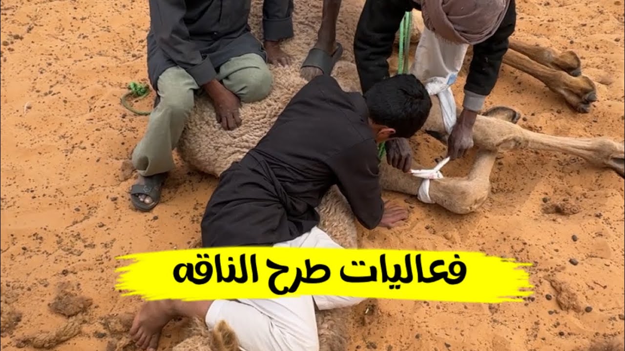 يوميات طراد وحمود يطرح البل