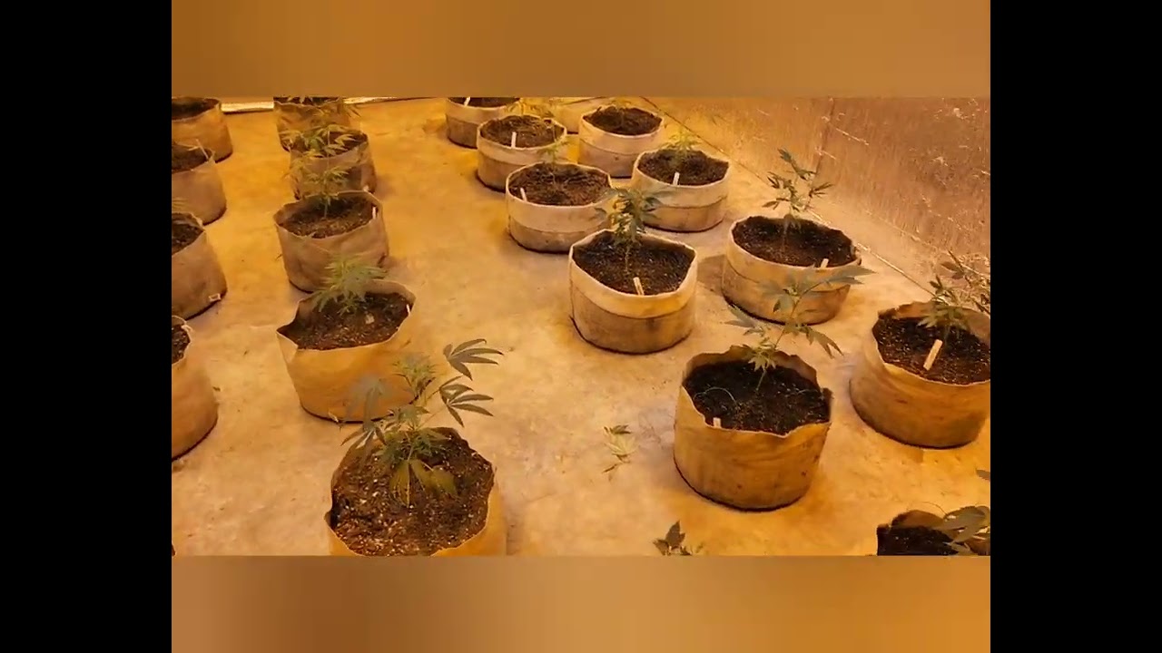 Grow room set-up part 2...week 1 veg
