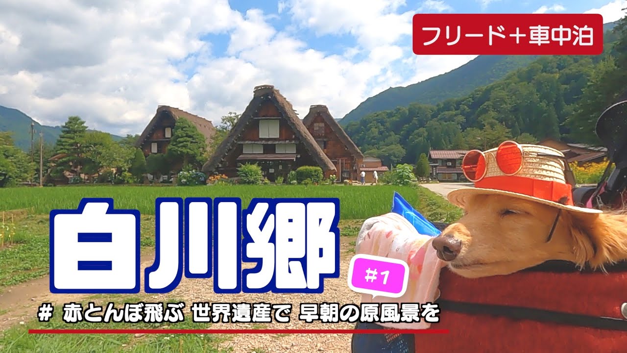 フリードプラス 車中泊【 白川郷 #1 】赤とんぼ飛ぶ 世界遺産で 早朝の原風景を 道の駅白川郷