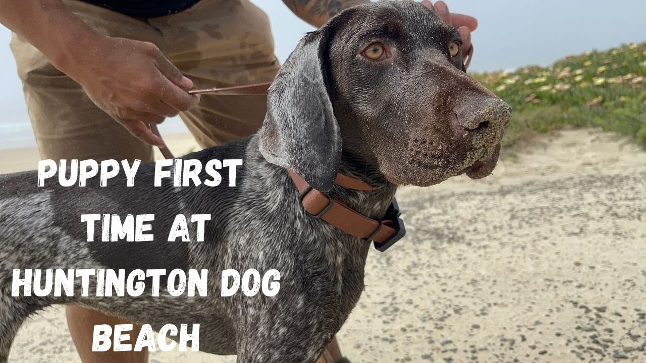 Puppy First Time At A Dog Beach - 7 Month German Shorthaired Pointer | Dog Vlog